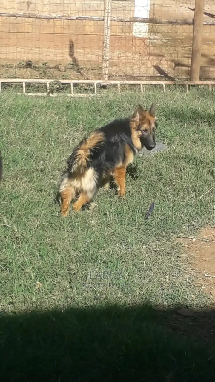 3-6 Months Female Purebred German Shepherd