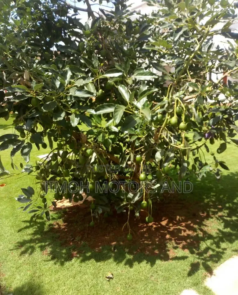 Furnished 6bdrm Mansion in Parklands/Highridge for Sale