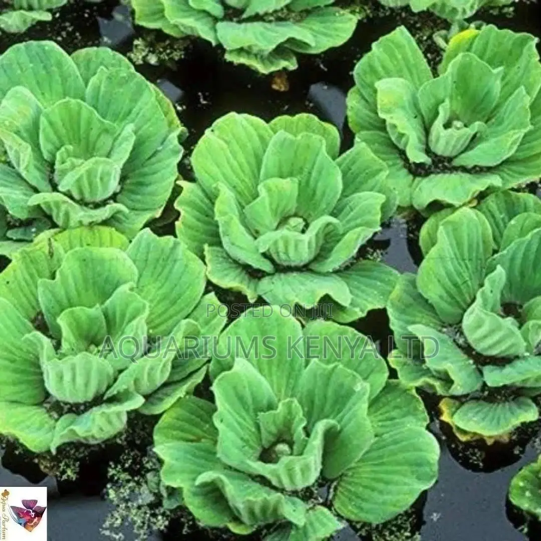 Floating Live Plants, Water Lettuce