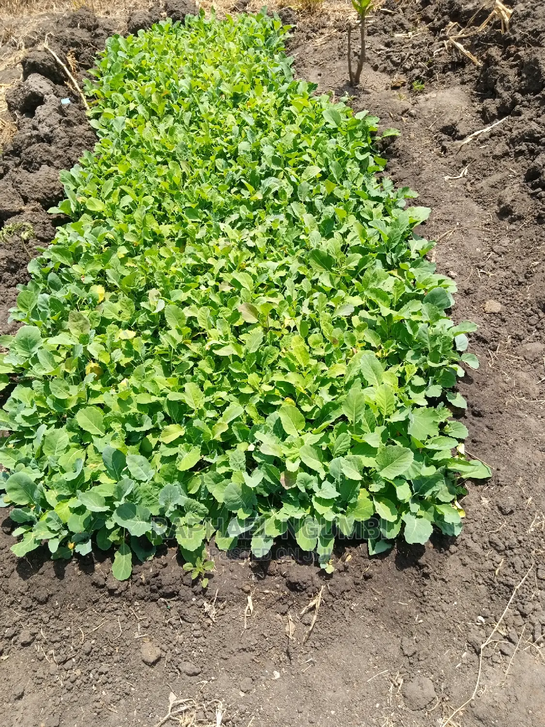 Half (1/2) Acre