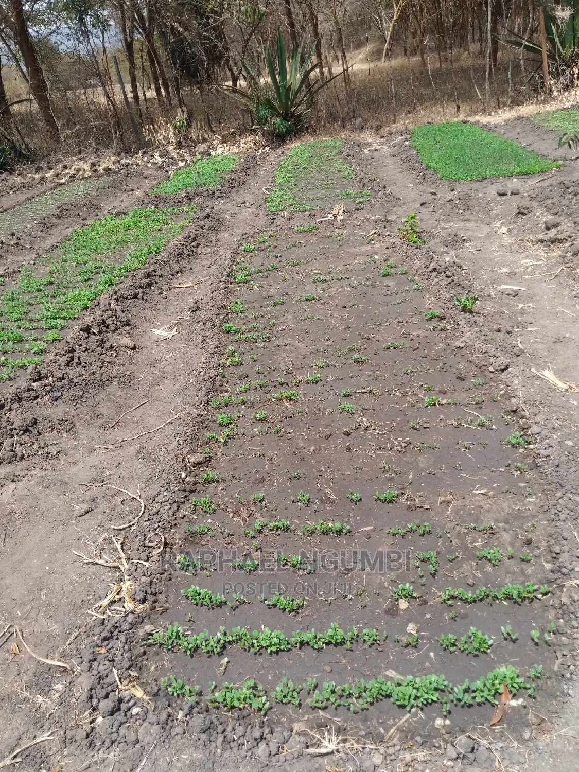 Half (1/2) Acre