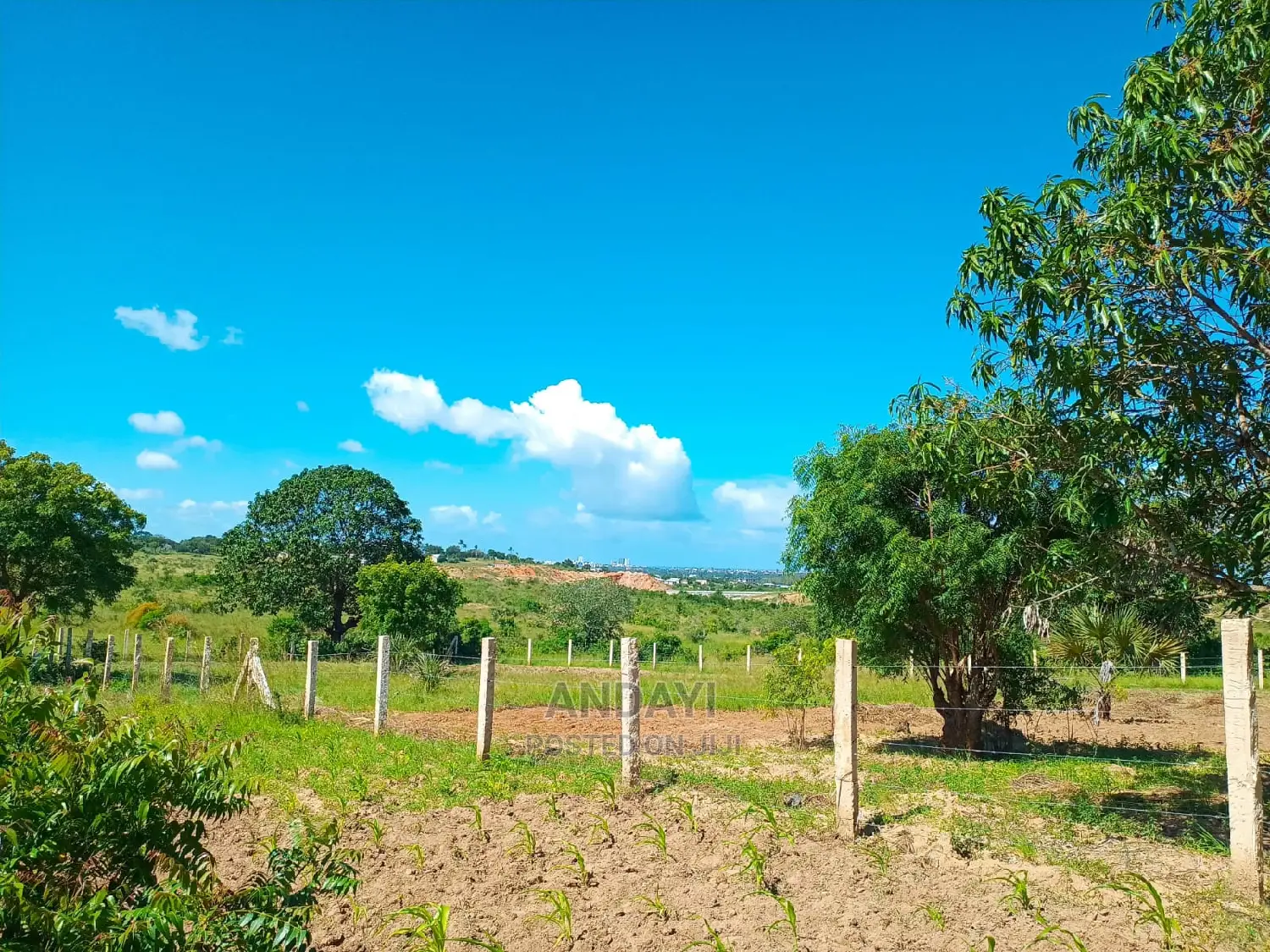 Dongo Kundu 50×100 Plots for Sale