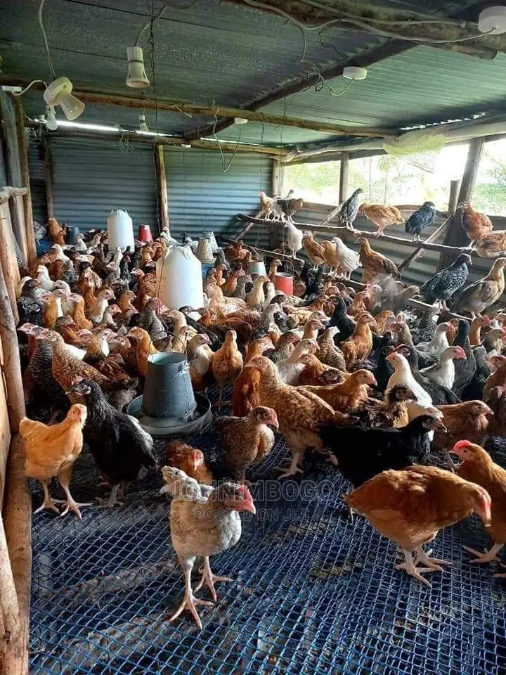 Plastic Chicken Mesh/Extra Small Holes