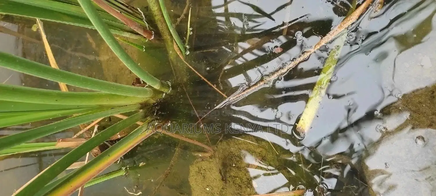 Water Reeds for Ponds