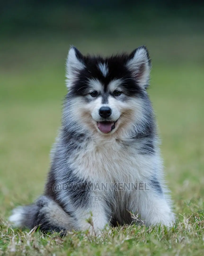 1-3 Months Male Purebred Siberian Husky