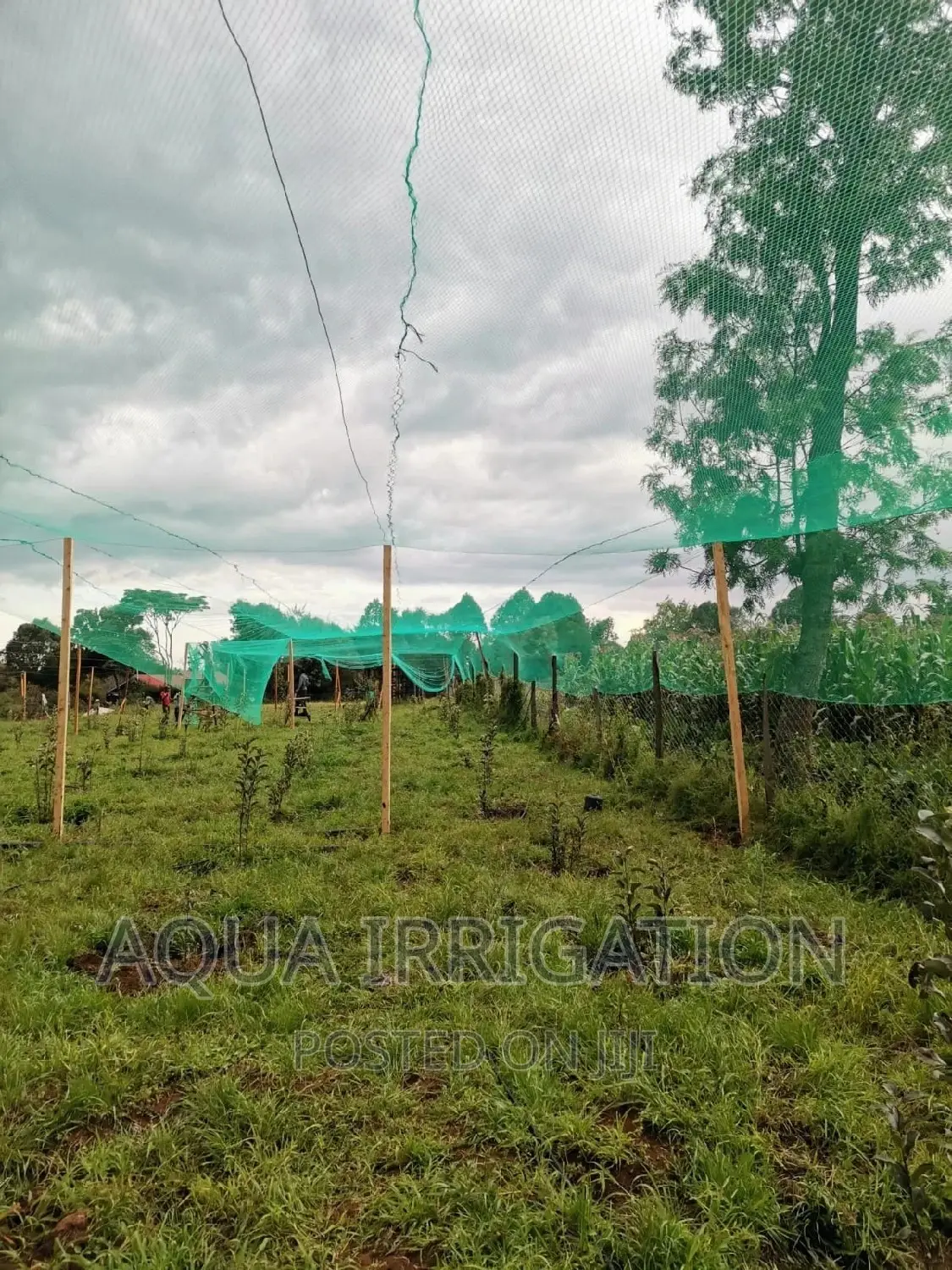 Bird Nets Measurements Are 4×50