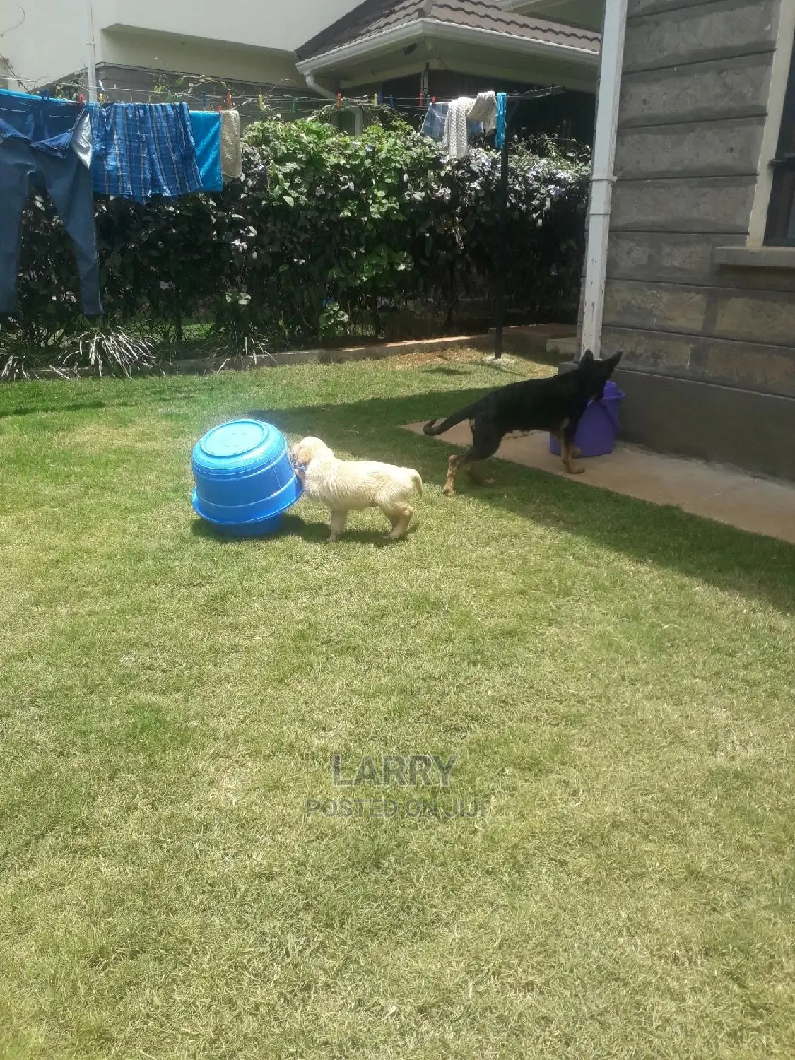 1-3 Months Male Purebred Golden Retriever