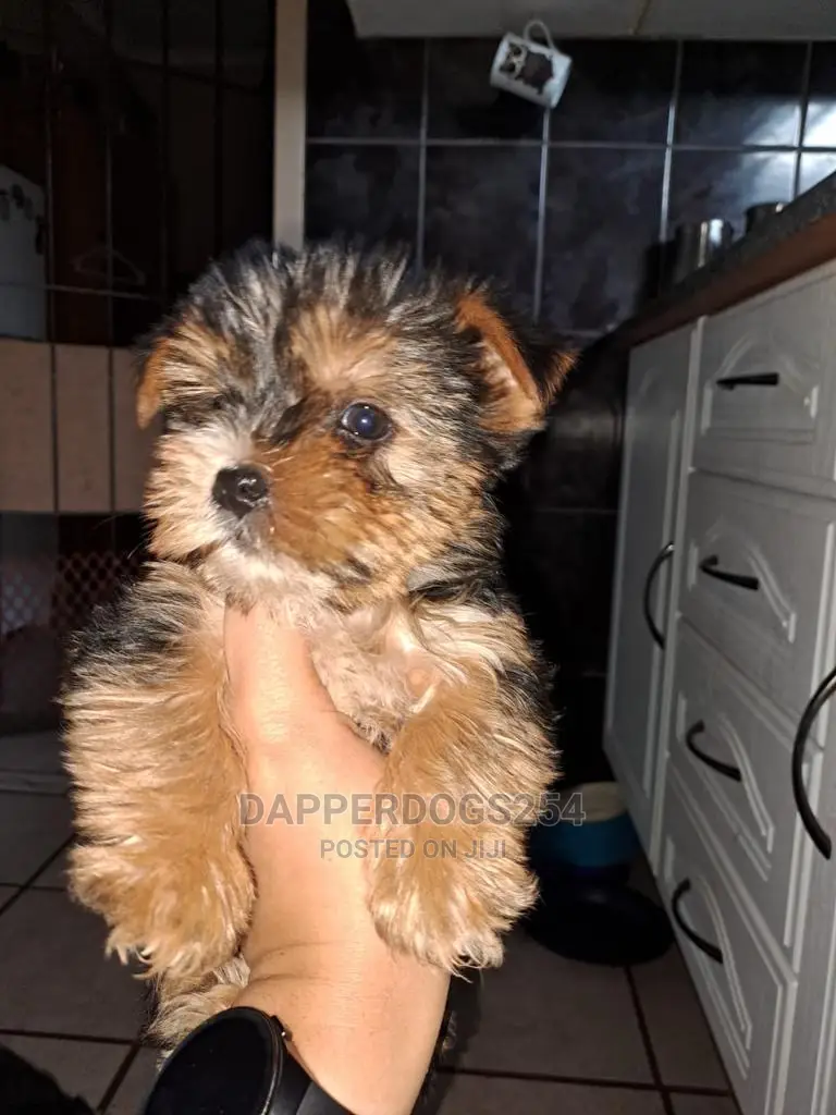 1-3 Months Male Purebred Yorkshire Terrier