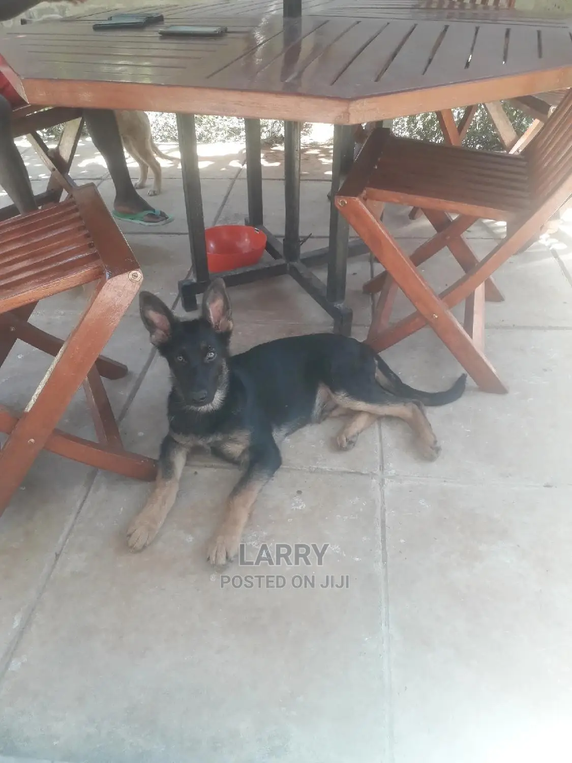 1-3 Months Male Purebred German Shepherd