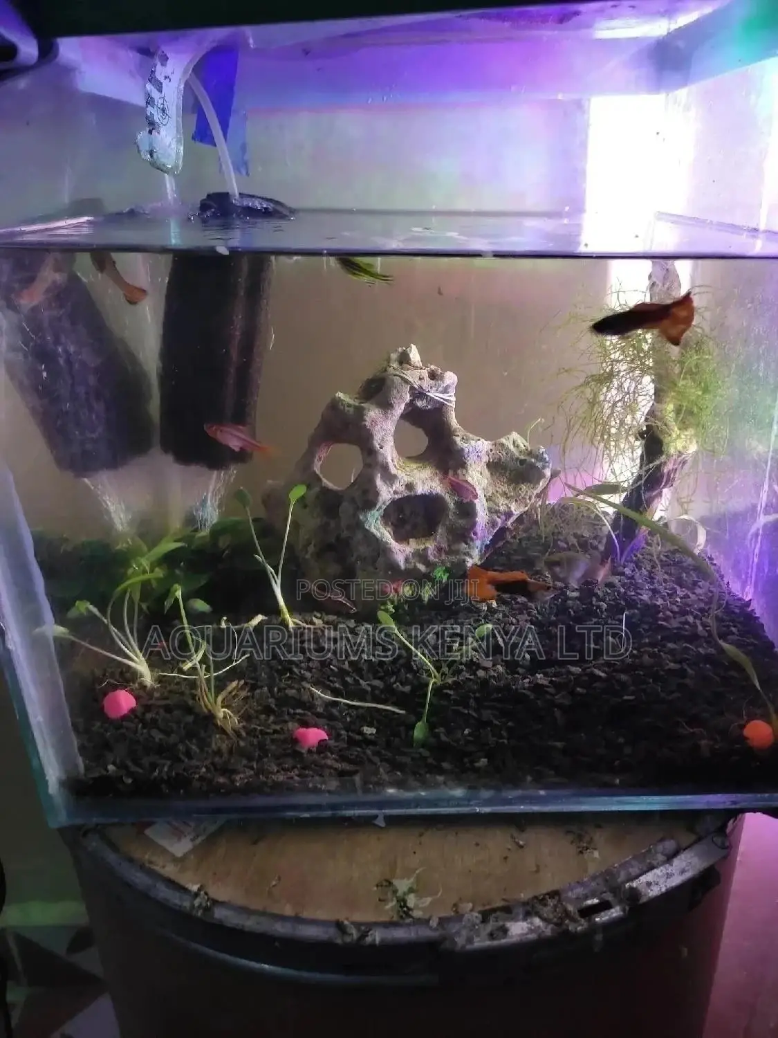 Artistic Aquarium Fish