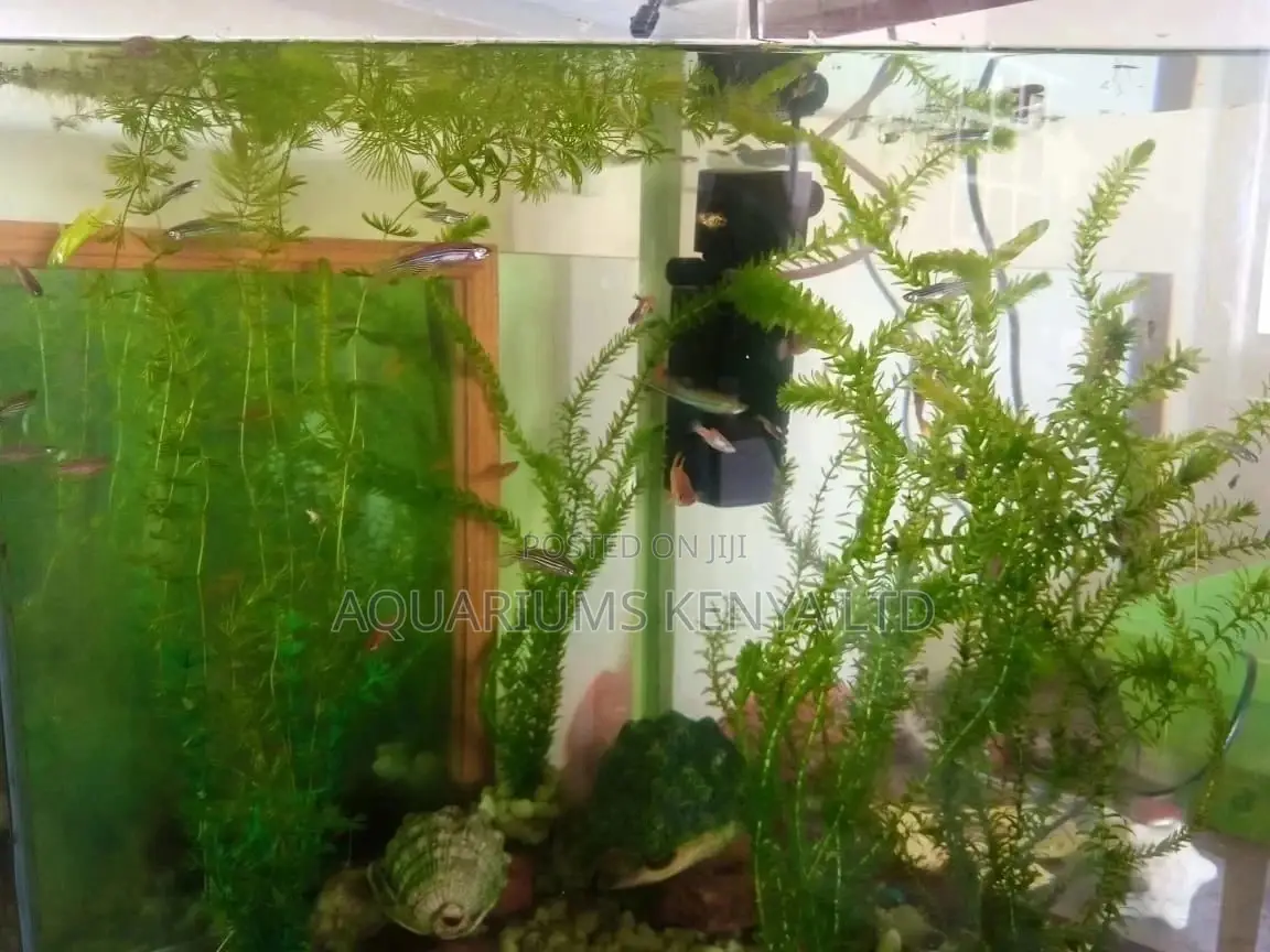 Egeria Densa, Water Weed , Aquarium Live Plants