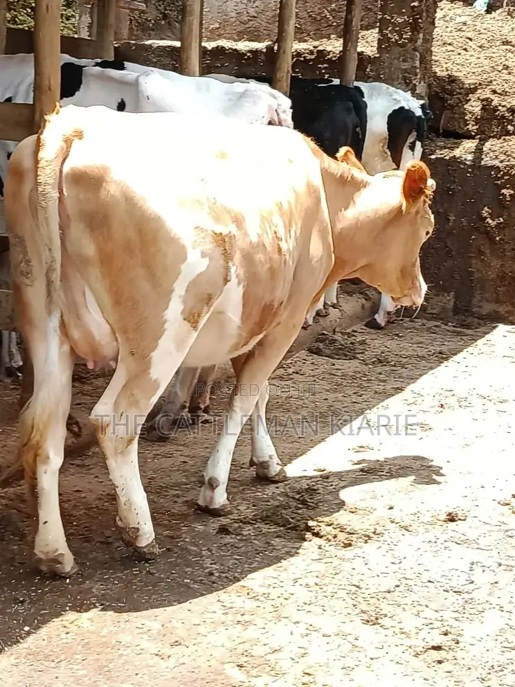 Pure Pedigree Guernsey