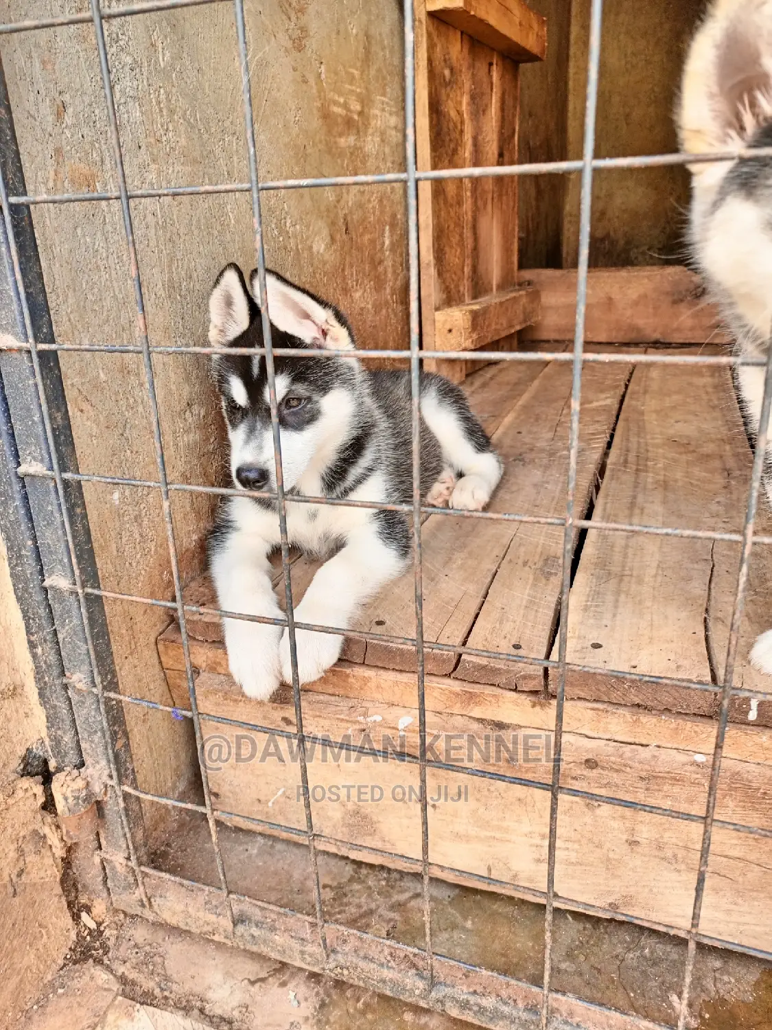 1-3 Months Male Purebred Siberian Husky