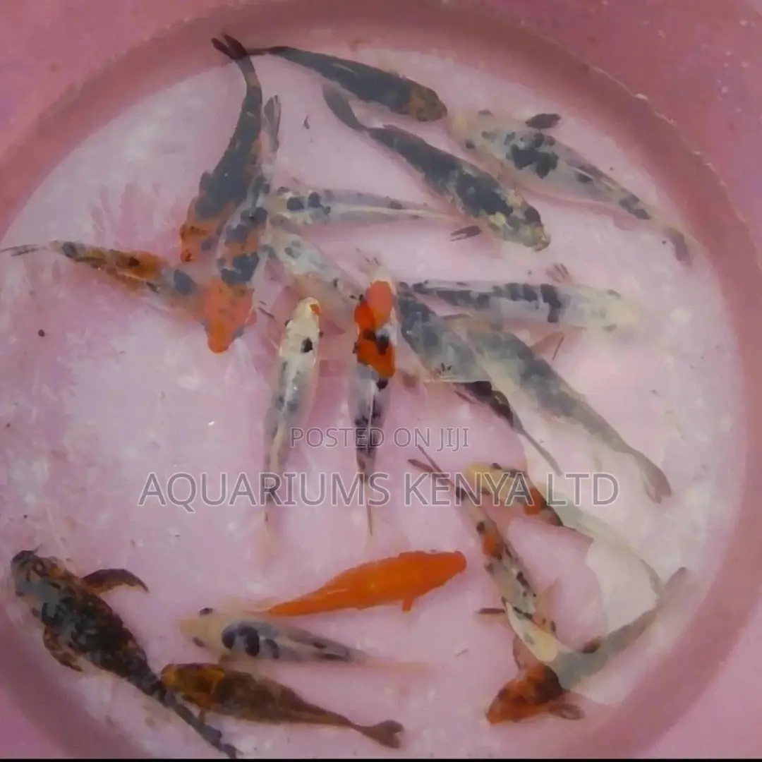 4inch Quality Koi Fish ,