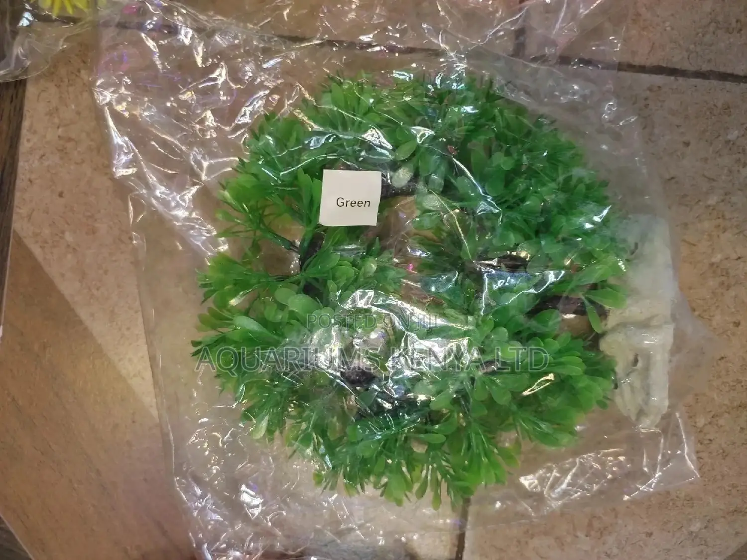Circular Green Aquarium Plant
