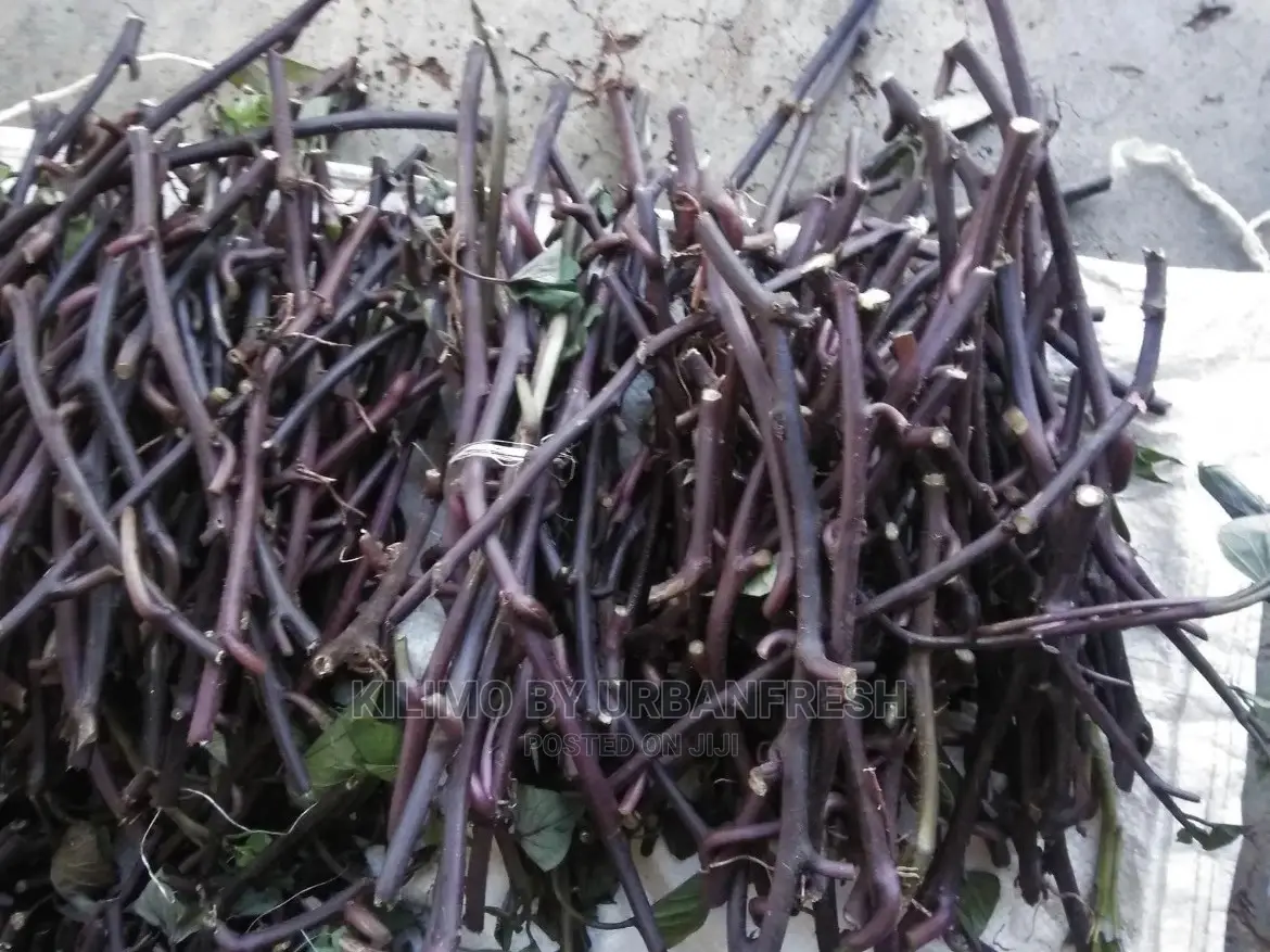 100 Sweet Potato Vines : Purple / Orange Fleshed.