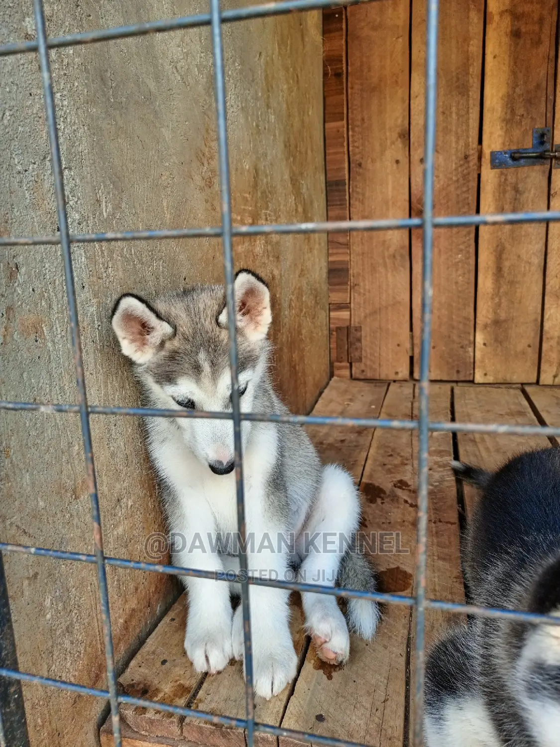 1-3 Months Male Purebred Siberian Husky