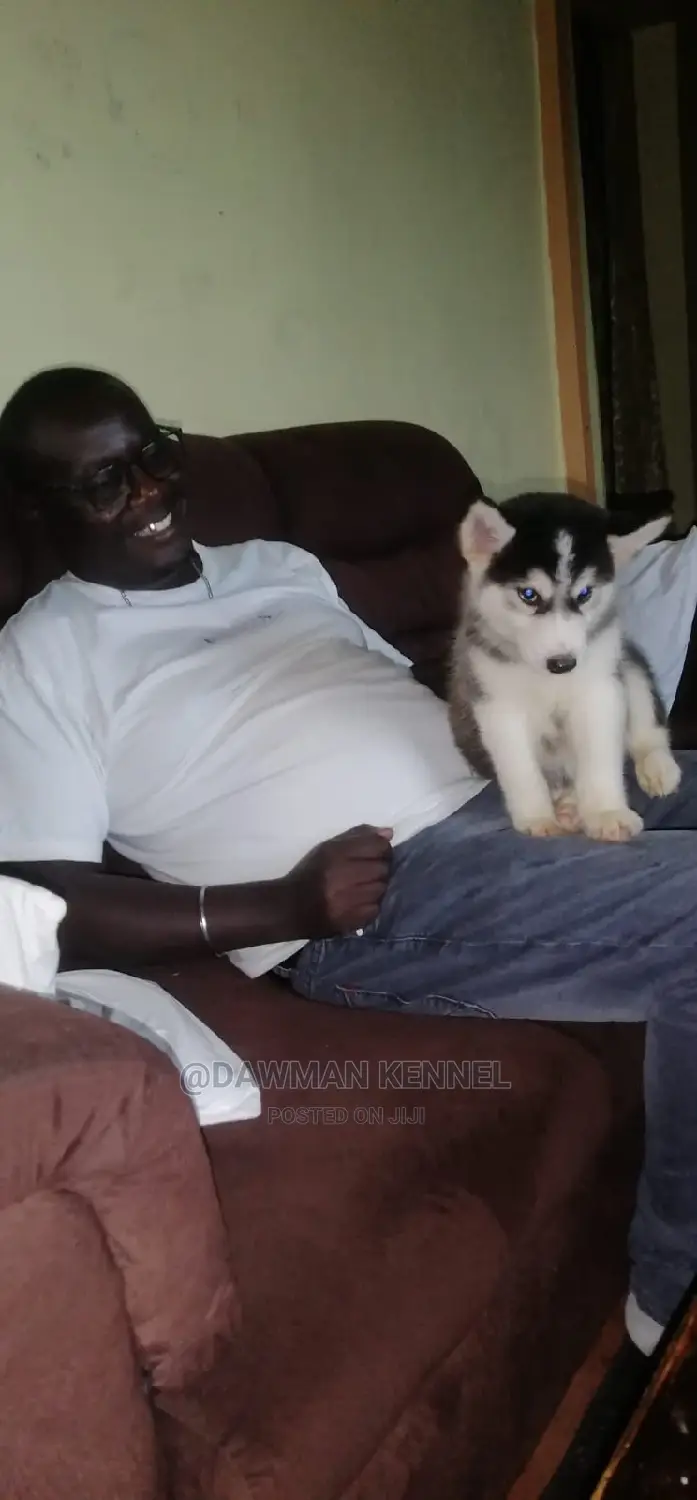 1-3 Months Male Purebred Siberian Husky