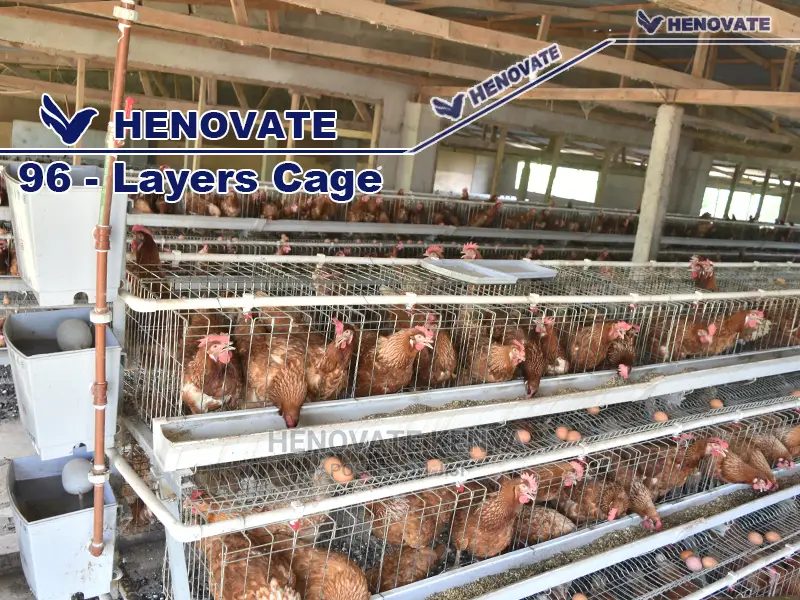 Chicken Layers Cage for 96 Birds