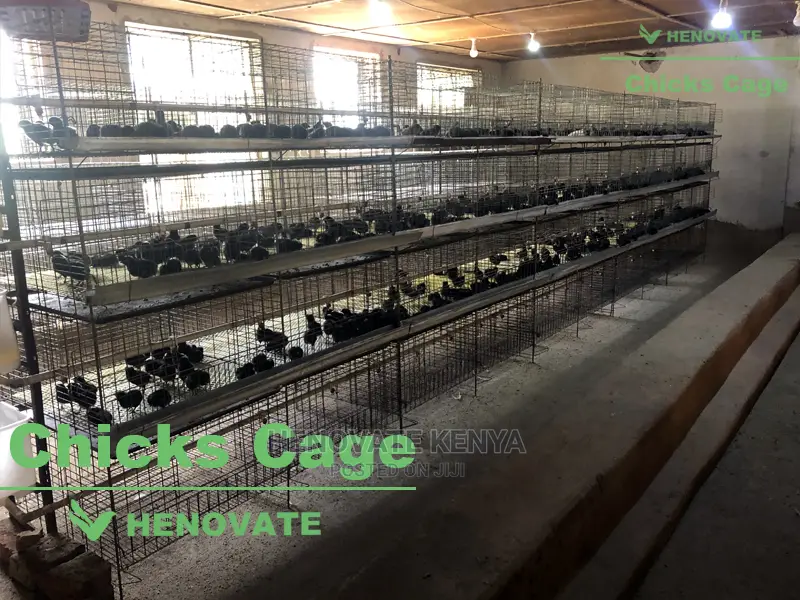 Chicks Cage