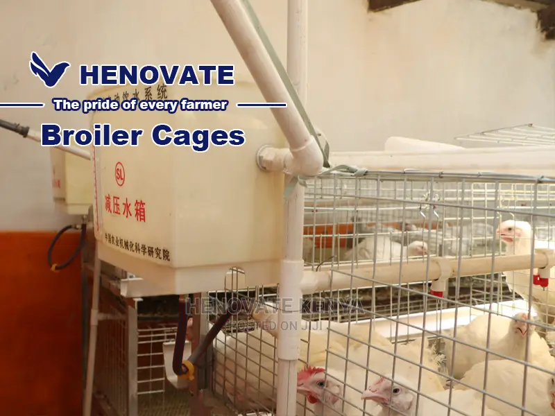 Kuroiler/Broiler Chicken Cage