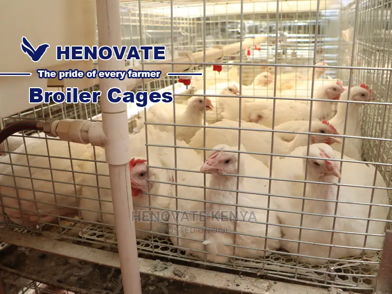 Kuroiler/Broiler Chicken Cage
