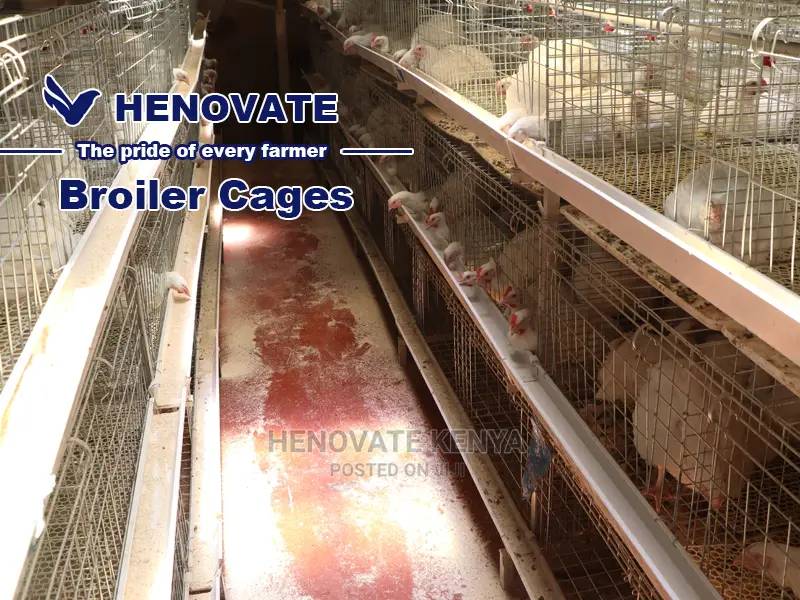 Kuroiler/Broiler Chicken Cage
