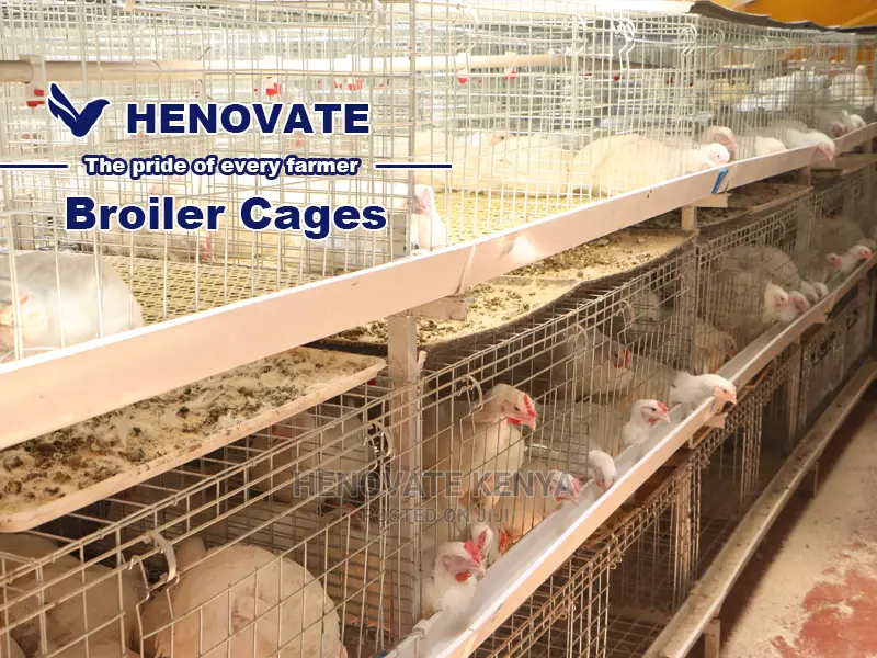 Kuroiler/Broiler Chicken Cage