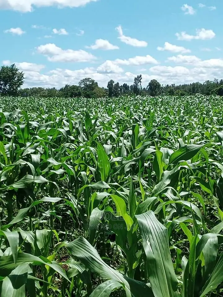 38 Acres Malindi Land