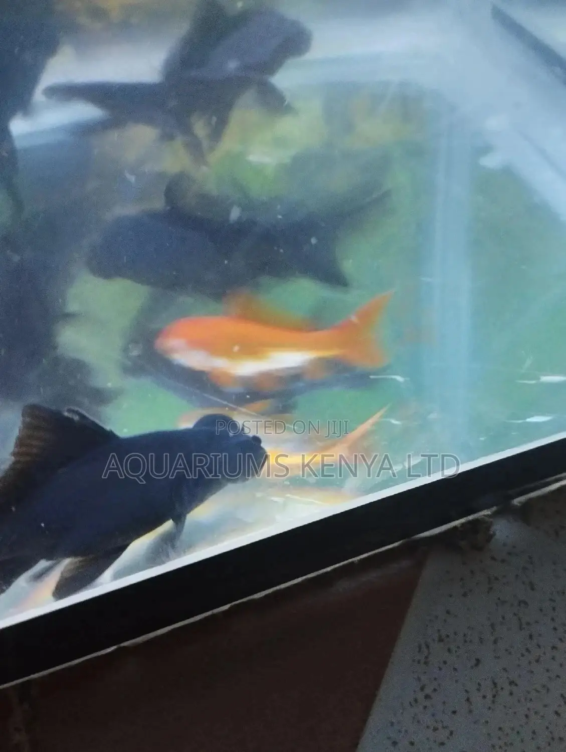 Blackmoores Goldfish