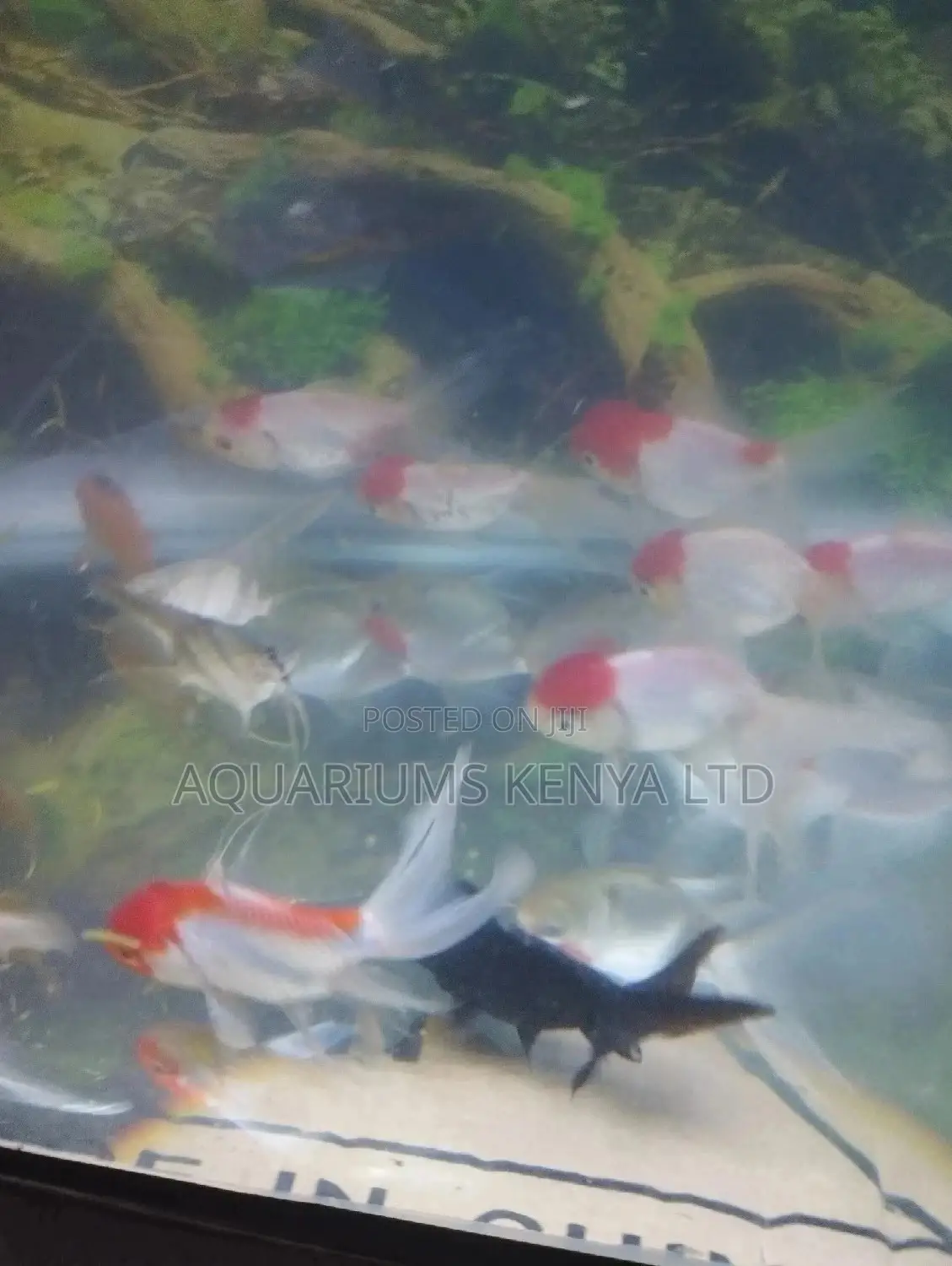 Redcups Community Fish