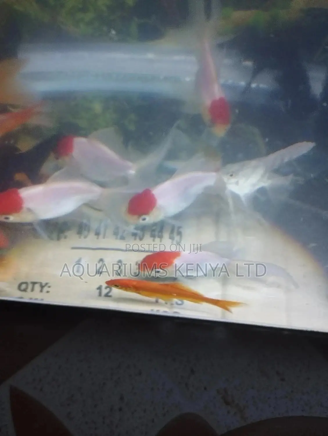 Aquarium Redcups Fish