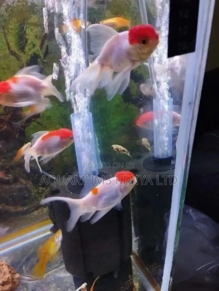 Funtail Red Cup Oranda Goldfish , Aquarium Fish
