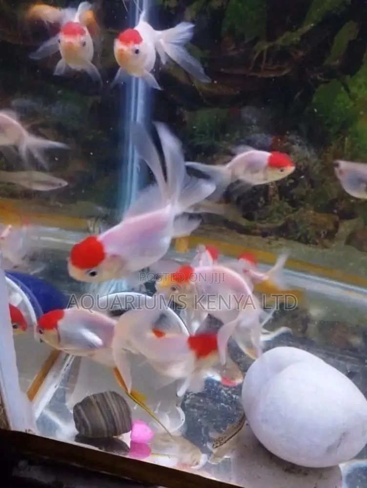 White and Redcup Goldfish, Aquarium Fish