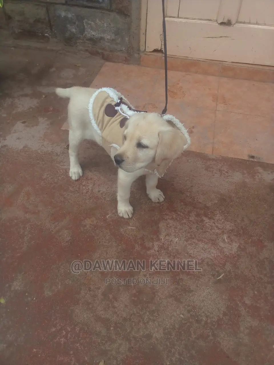 1-3 Months Female Purebred Labrador Retriever