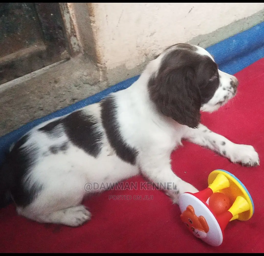1-3 Months Male Purebred English Springer Spaniel