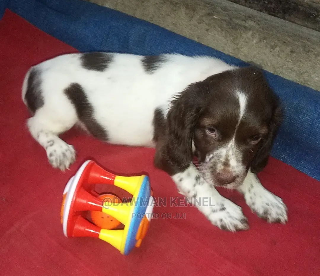 1-3 Months Male Purebred English Springer Spaniel