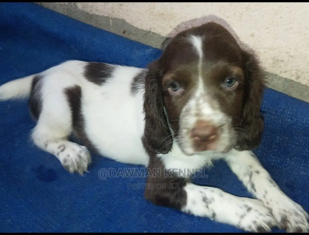 1-3 Months Male Purebred English Springer Spaniel