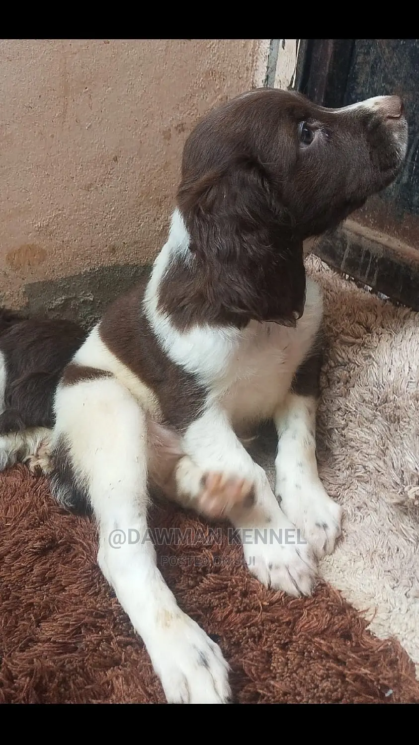 1-3 Months Male Purebred English Springer Spaniel