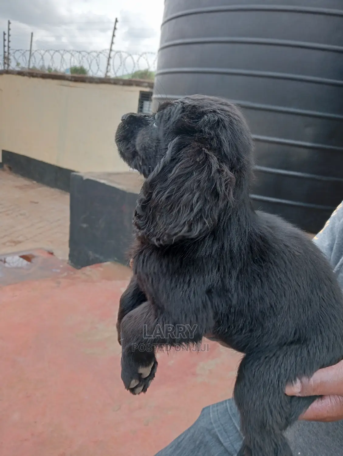 1-3 Months Female Purebred Cocker Spaniel