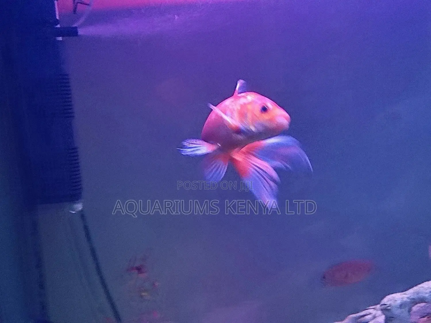 7inch Goldfish Comet