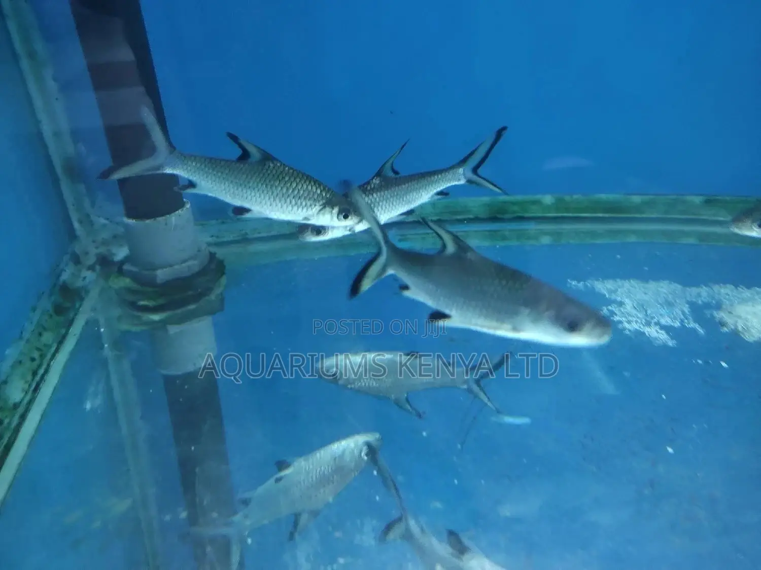 Bala Sharks for Aquarium Freshwater