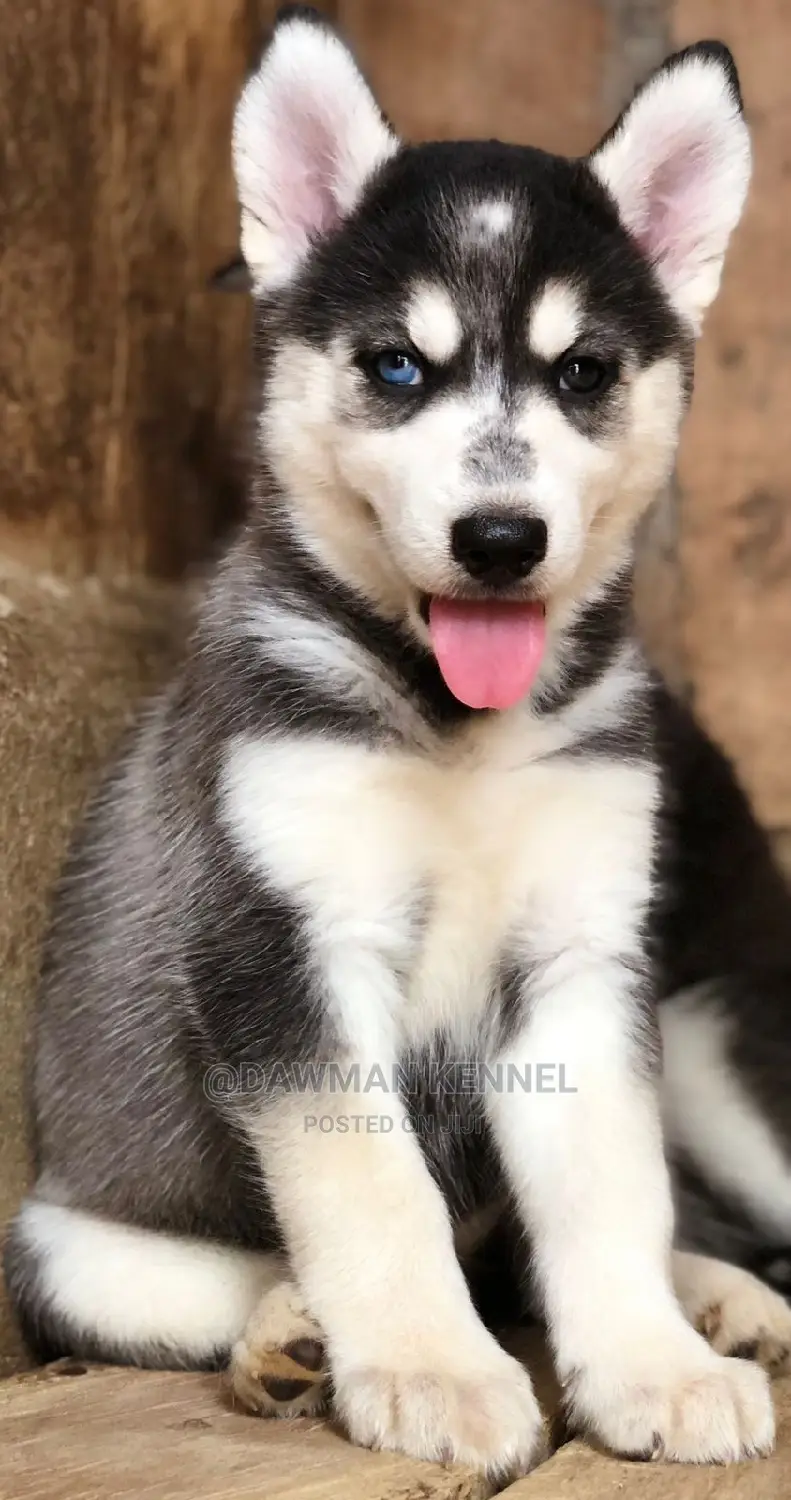 1-3 Months Female Purebred Siberian Husky