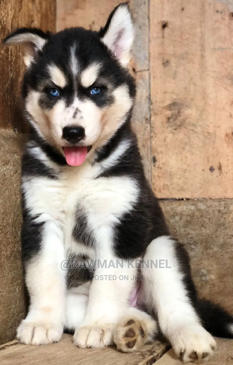 1-3 Months Female Purebred Siberian Husky