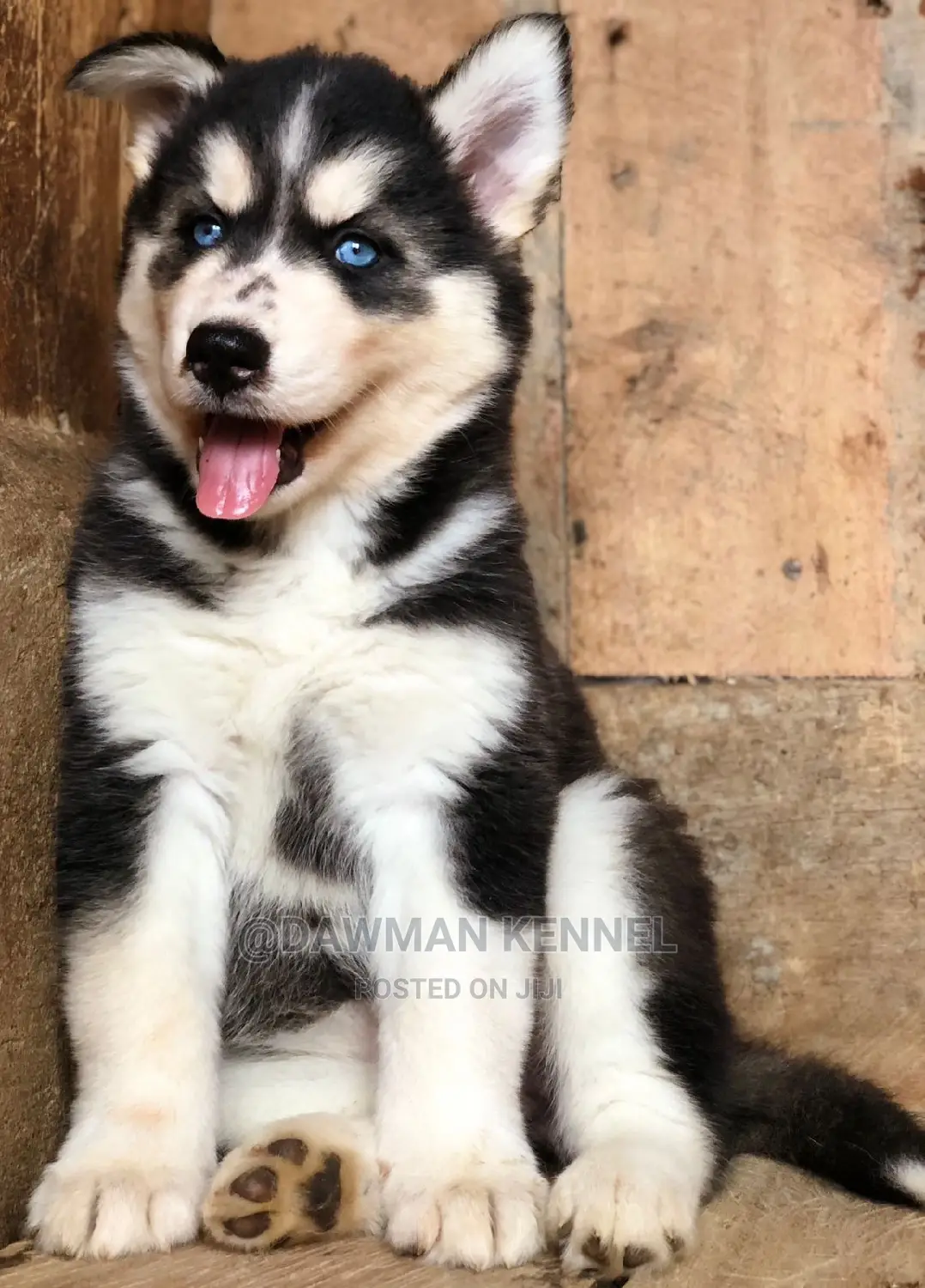 1-3 Months Female Purebred Siberian Husky