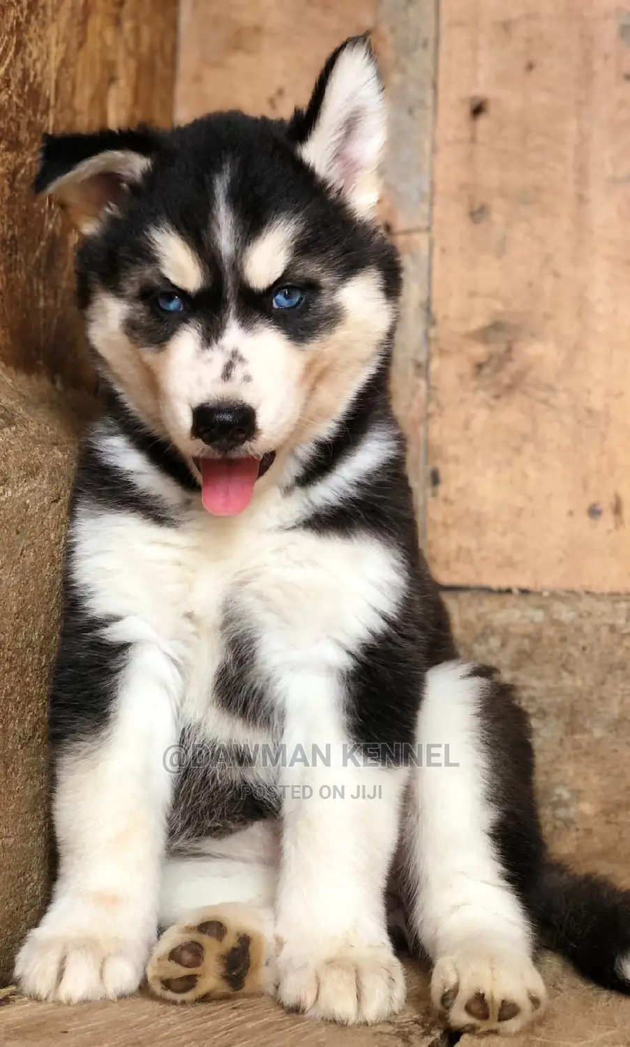 1-3 Months Female Purebred Siberian Husky