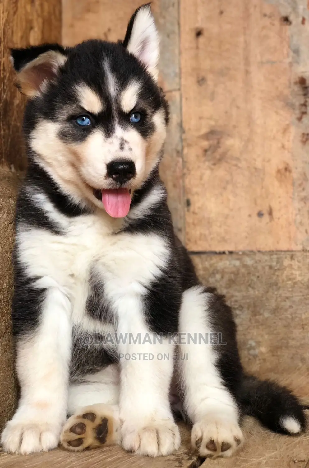 1-3 Months Female Purebred Siberian Husky