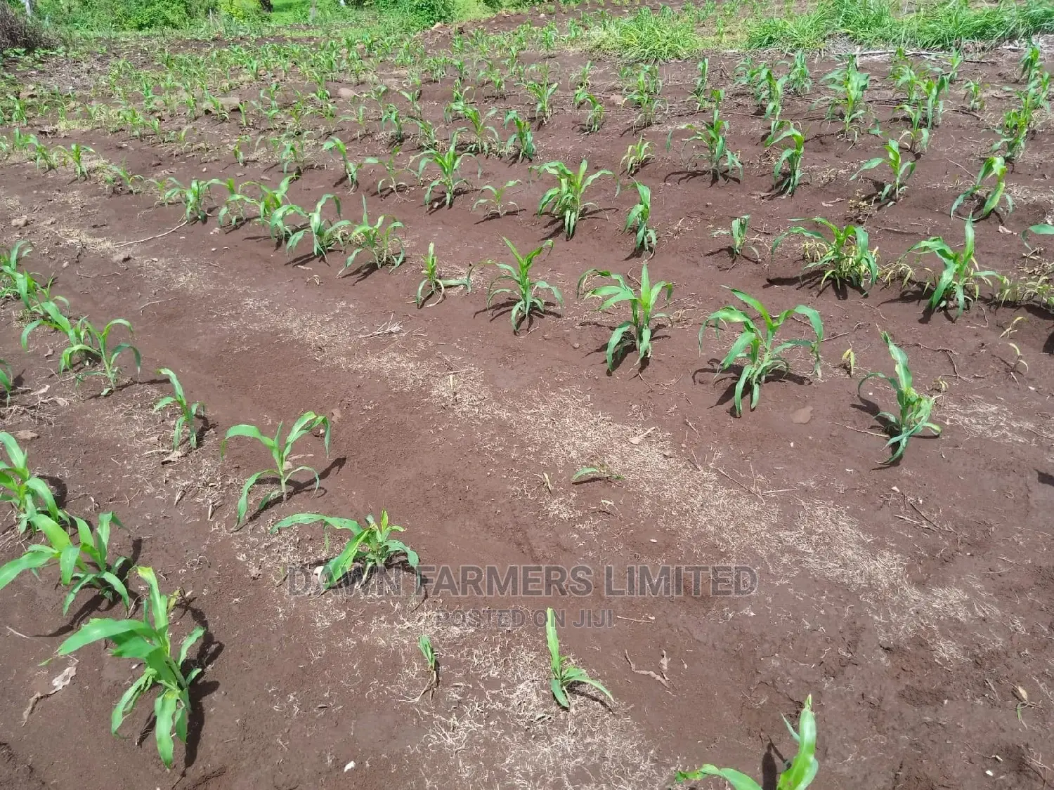 Maize PRO 1lt