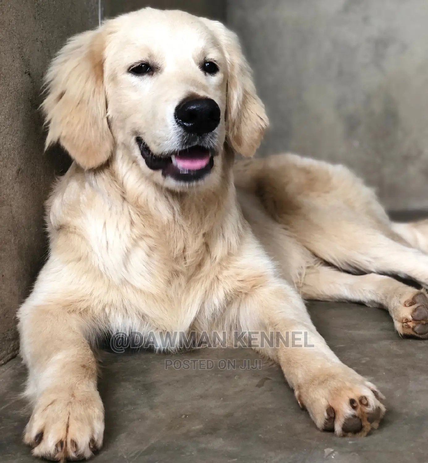 3-6 Months Male Purebred Golden Retriever