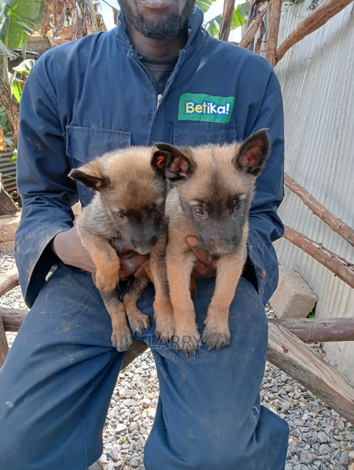 1-3 Months Female Purebred Belgian Malinois
